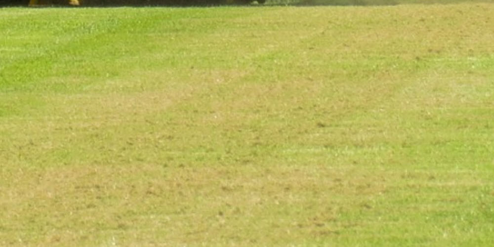 What is thatch in your lawn