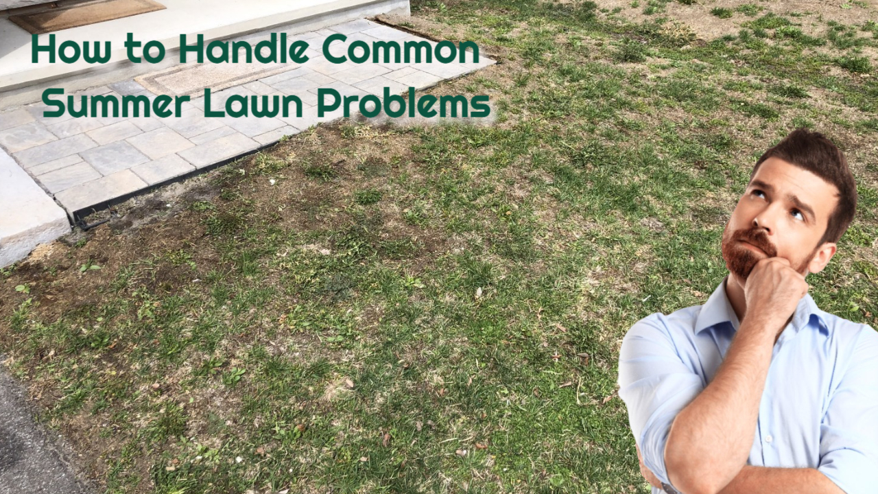 How to Handle These Common Summer Lawn Problems