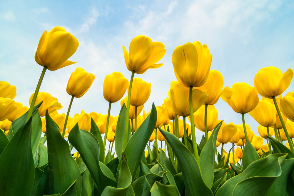 Want the Easiest Garden Ever? Plant Spring Bulbs