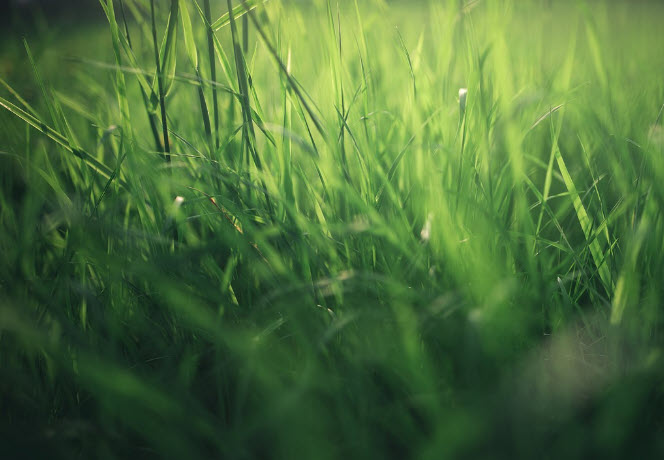 Keeping Your Lawn Green: Barrhaven Lawn Care Tips