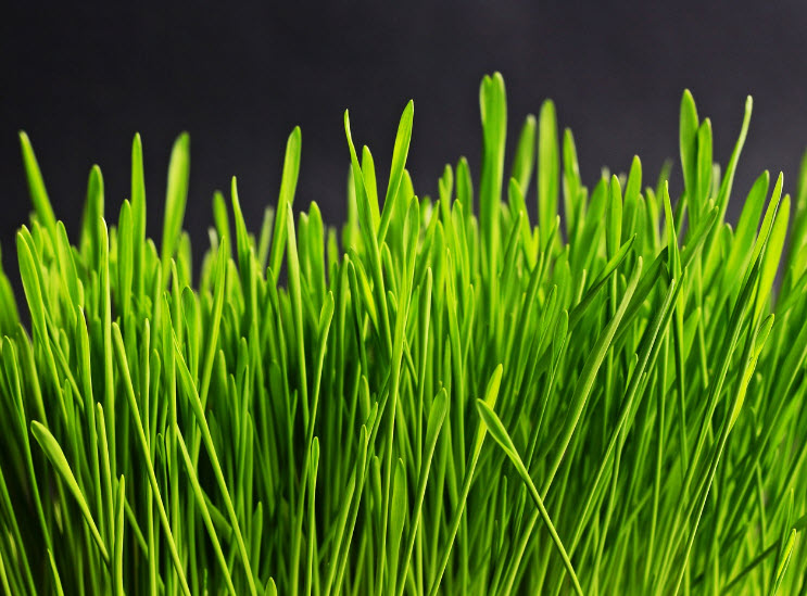 Revamp Your Outdoor Space with Top Grass Cutting Services in Nepean